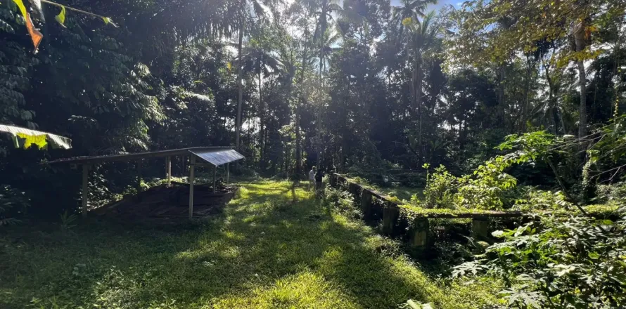 Land in Tegallalang, Gianyar, Indonesia No. 11062