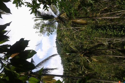 Land in Tabanan, Indonesia No. 11558 2
