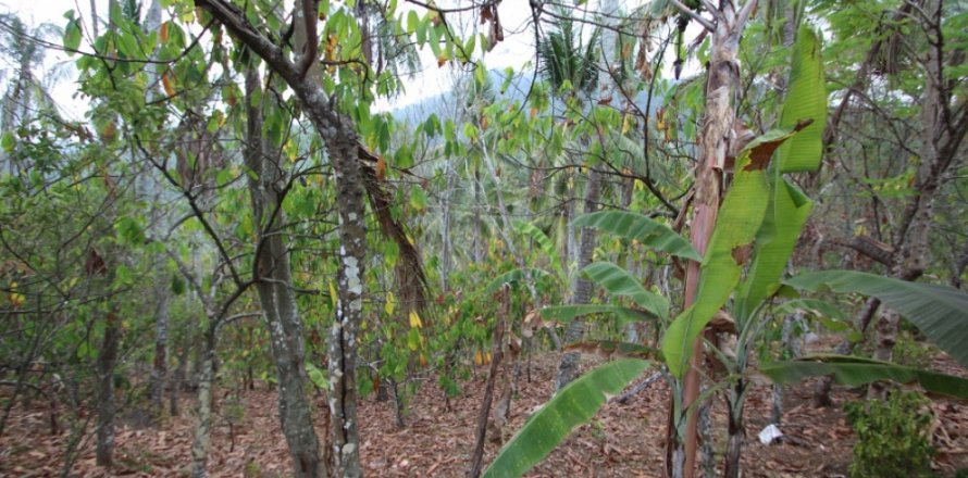 Land in Tabanan, Indonesia No. 11558