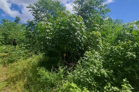 3650m2 Land in Jimbaran, Badung, Indonesia No. 7625 5