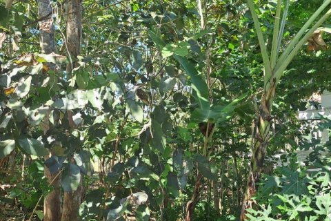 1800m2 Land in South Kuta, Badung, Indonesia No. 13567 5
