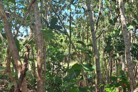 1800m2 Land in South Kuta, Badung, Indonesia No. 13567 2