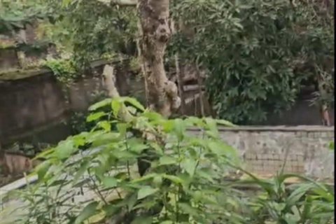 740m2 Land in Tampaksiring, Gianyar, Indonesia No. 13565 12
