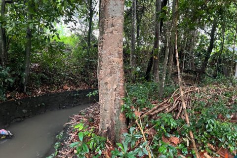 Land in Tumbak Bayuh, Mengwi, Badung, Indonesia No. 11331 2