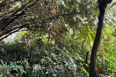 Land in Tumbak Bayuh, Mengwi, Badung, Indonesia No. 11331 6