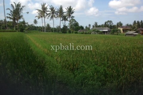 2000m2 Land in Gianyar, Indonesia No. 524 6