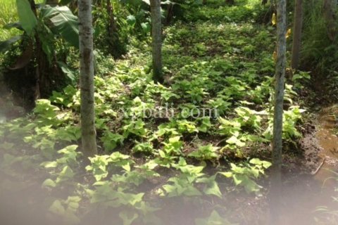 2000m2 Land in Gianyar, Indonesia No. 524