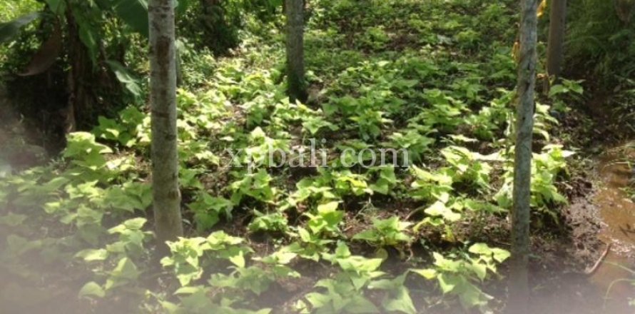 2000m2 Land in Gianyar, Indonesia No. 524