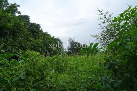 5330m2 Land in Karangasem, Karang Asem, Indonesia No. 8720 3