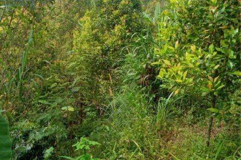 65100m2 Land in Buleleng, Indonesia No. 8719 10