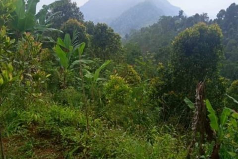 65100m2 Land in Buleleng, Indonesia No. 8719 14