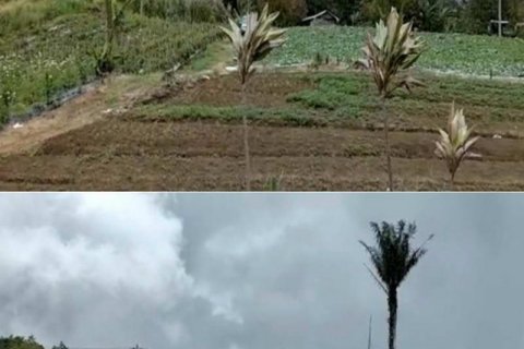 5000m2 Land in Buleleng, Indonesia No. 8805 2