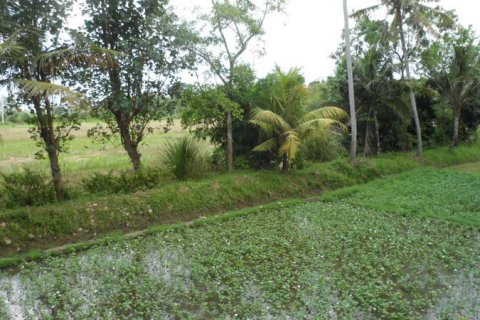 19400m2 Land in Tabanan, Indonesia No. 13362