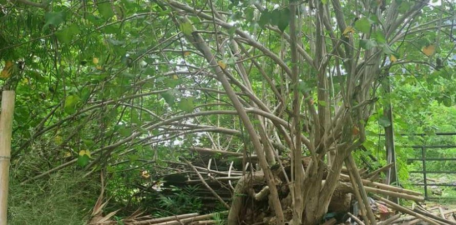 Земельный участок 3248м2 в Canggu, Бадунг, Индонезия № 9362