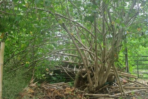 1080m2 Land in Canggu, Badung, Indonesia No. 9361 3