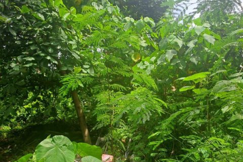 1080m2 Land in Canggu, Badung, Indonesia No. 9361 4