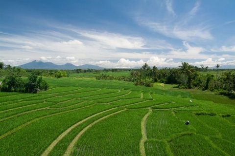 Вилла с 12 спальнями в Canggu, Бадунг, Индонезия № 627 5