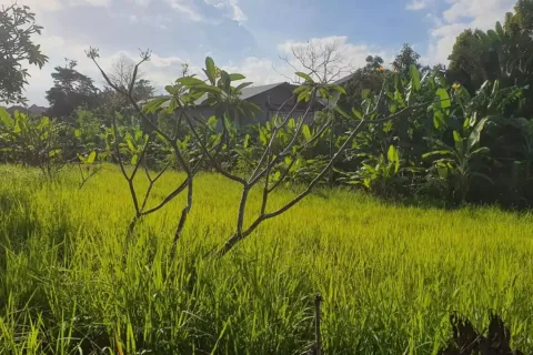 Land in Kerobokan, Badung, Indonesia No. 10959 2